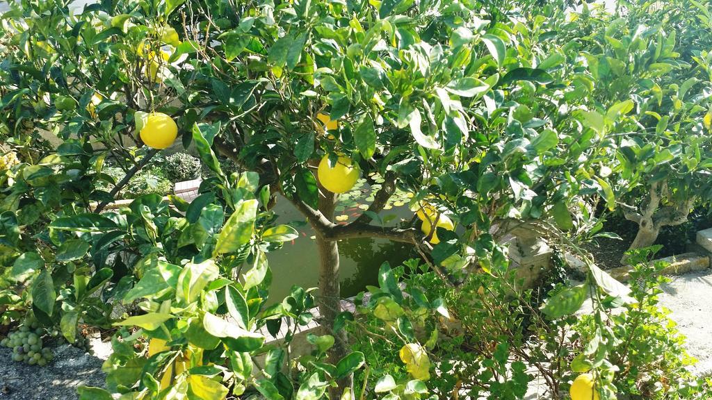 דירות ולדריצ'ה Sole E Fiori Di Sicilia מראה חיצוני תמונה